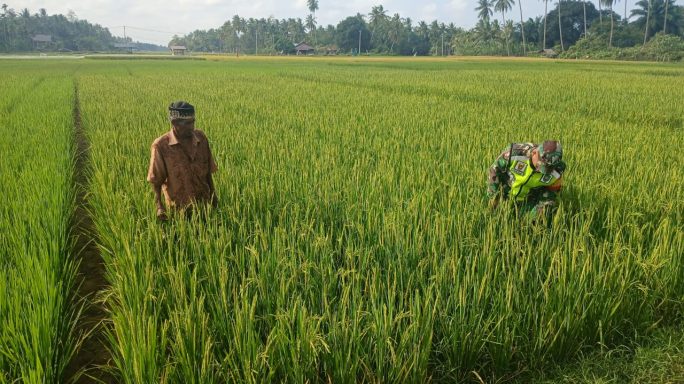Pagi yang Sejuk di Hamparan Padi, Babinsa dan Petani Bersama Lawan Hama dan Gulma