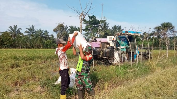 Babinsa dan Petani Panen Padi di Bukit Drien