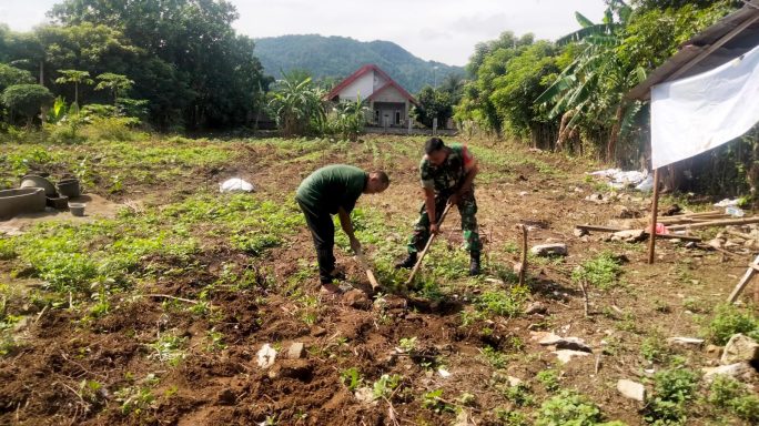 Dukung Pertanian, Babinsa Lamteungoh Bantu Petani Garap Kebun Cabai