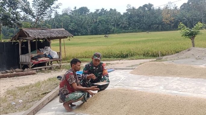 Pendampingan Babinsa di Kilang Padi: Tingkatkan Kualitas dan Produktivitas Pertanian