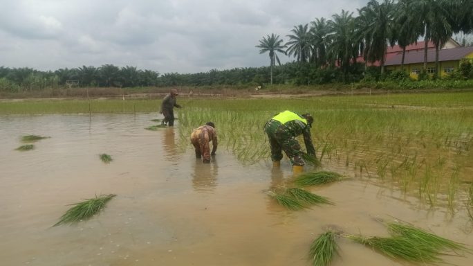 Babinsa Bantu Petani Tanam Padi, Perkuat Ketahanan Pangan di Desa Binaan