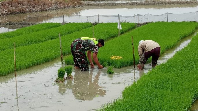 Babinsa Bantu dan Semangati Petani Cabut Bibit Padi di Desa Binaan