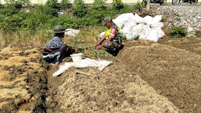 Babinsa Bantu Petani Siapkan Lahan Bedeng Yang Akan Di tanami Sayuran        