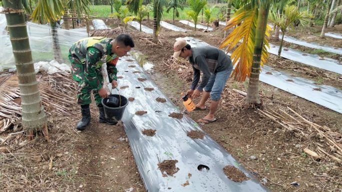 Dampingi Petani Cabe, Babinsa Bantu Lakukan penyemprotan Hama Dan Pupuk Cair Pada Tanaman