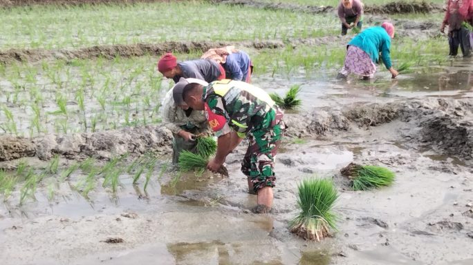 Ada Bersama Warganya Babinsa Bantu Petani Di Desa Binaan Laksanakan Penanaman Padi