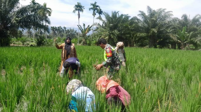 Babinsa Koramil 0108-01 Lawe Sigala Bersama PPL Laksanakan Pengecekan Tanaman Padi Gogo