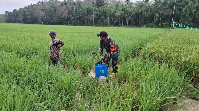 Antisipasi Hama, Babinsa Bantu Petani Semprot Tanaman Padi