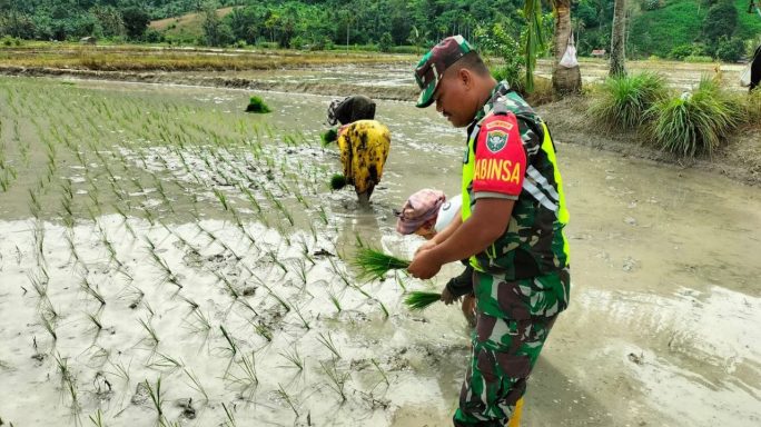 Babinsa Turun Lapangan Bersama PPL Bantu Petani Tanam Padi