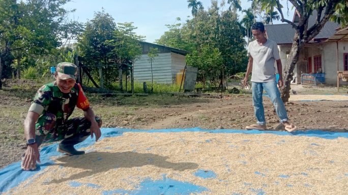 Tak Hanya Jaga Keamanan, Babinsa Gampong Lamkubu Ikut Jemur Padi Warga