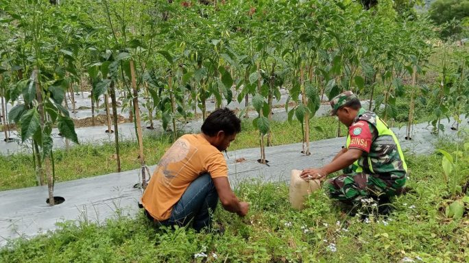 Babinsa Laksanakan Perawatan Tanaman Cabe Bersama Masyarakat Produktif