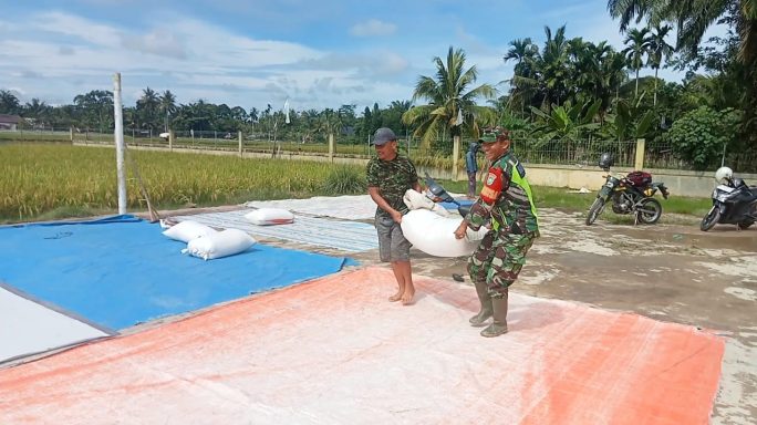Menjaga Kualitas Hasil Panen, Babinsa Bantu Petani Jemur Padi