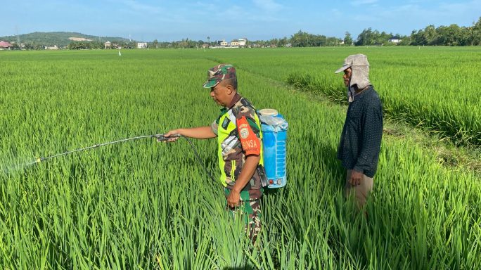 Babinsa Ramil 27/Jangka Buya Bersama Warga Laksanakan Penyemprotan Padi di Desa Reului Mangat