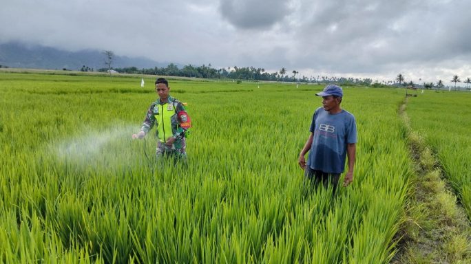 Babinsa Koramil 0108-07/Semadam Bersama Warga Laksanakan Penyemprotan Padi di Desa Binaan