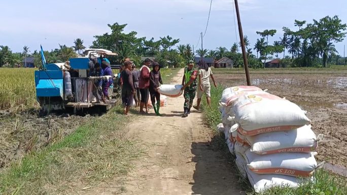Babinsa Koramil 03/Seruway Bantu Petani Panen Dan Angkat Padi