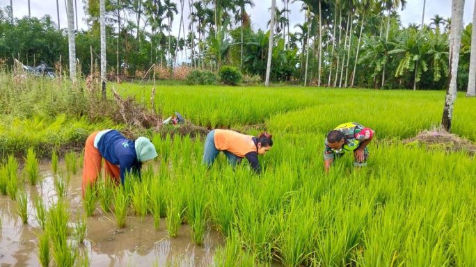Peduli Pertanian Babinsa Bantu Cabut Gulma Pengganggu Tanaman Padi