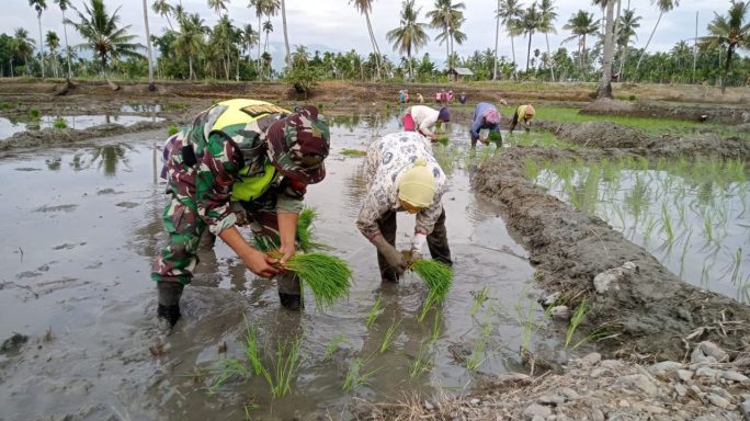 Babinsa Desa Lawe Harum Dampingi Petani Tanam Padi