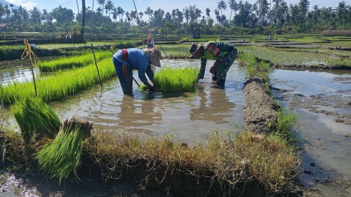 Percepat Masa Tanam Babinsa Bantu Petani Cabut Bibit Padi