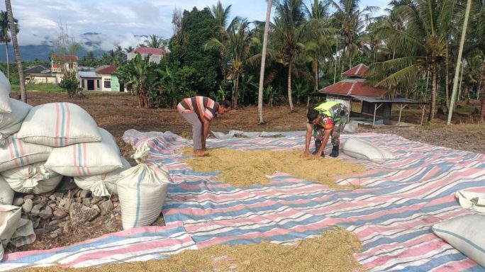 Pasca Panen Babinsa Bantu Jemur Padi Warga Desa Binaan