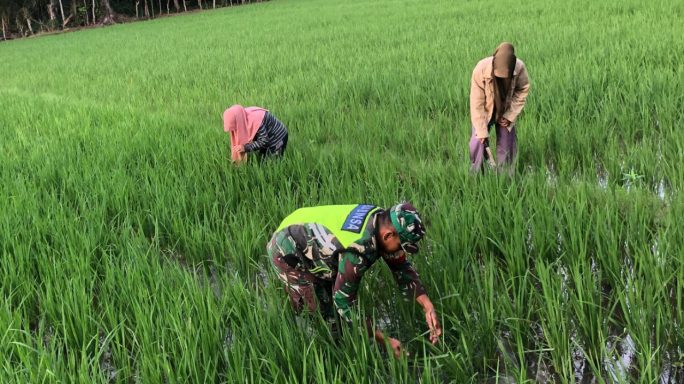 Babinsa Koramil 16/Peudawa Dampingi Petani Bersihkan Gulma di Sawah