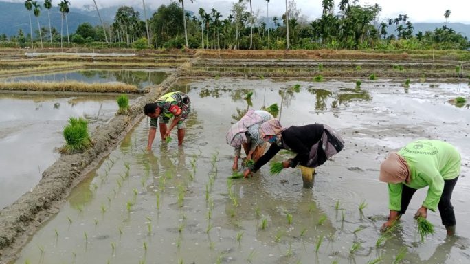 Wujud Nyata Pendampingan Babinsa Bantu Petani Tanam Padi