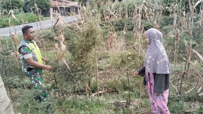 Babinsa Koramil 0108-07/Semadam Dampingi Petani Merawat Tanaman Cabe