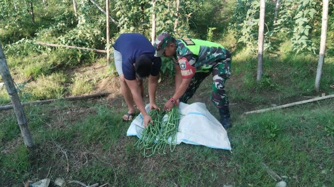 Terus Hadir Di Tengah Tengah Para Petani Dan Warganya Babinsa Laksanakan Pendampingan Tanpa Batas