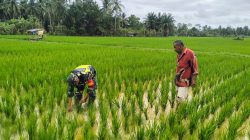 sawah