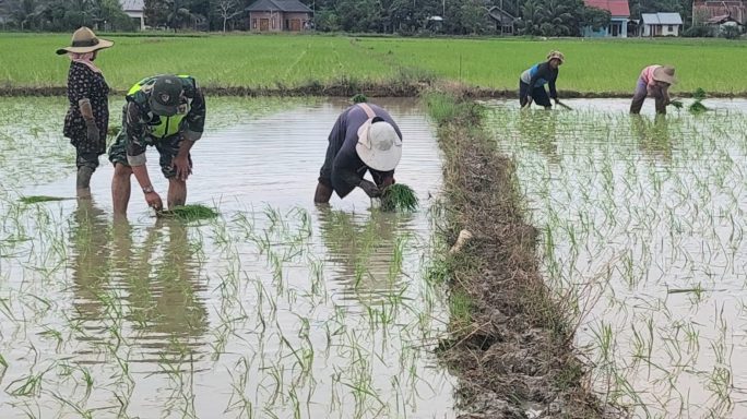 Tingkatkan Ketahanan Pangan, Babinsa Bantu Petani Tanam Padi
