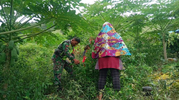 Babinsa Posramil Leuser Bantu Petani Panen Cabe Rawit