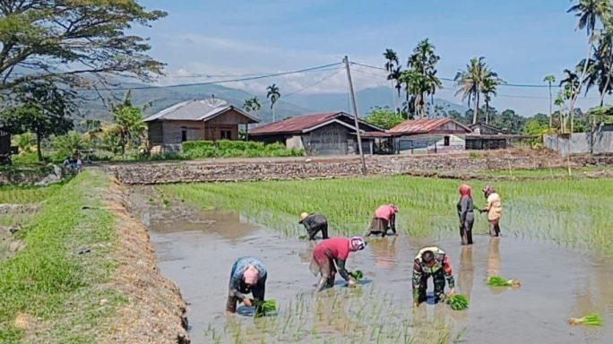 Terus Berdampingan Bersama Para Petani Babinsa Bantu Petani Tanam Padi Wujudkan Ketahanan Pangan