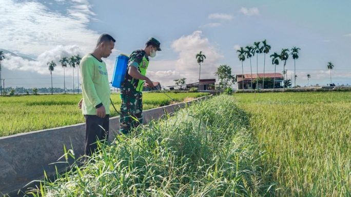 Bantu Petani Kendalikan Gulma Tanaman Padi Babinsa Semprot Bedeng Sawah