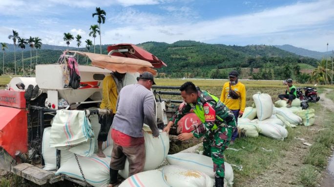 Jaga Swasembada Pangan Tetap Stabil Babinsa Dampingi Petani Panen Padi