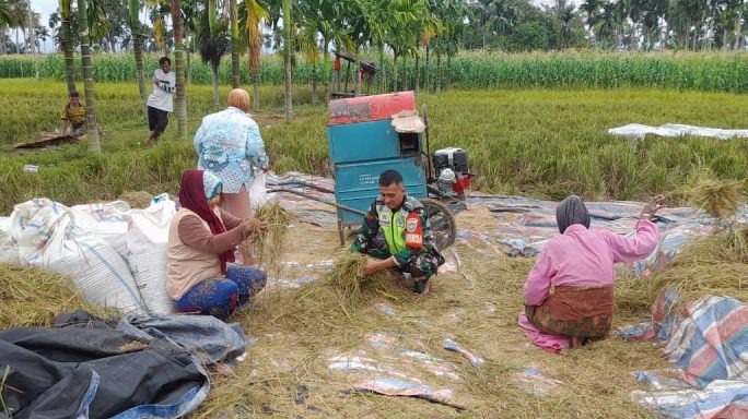Jaga Silaturahmi Yang Baik Bersama Warga Binaan Babinsa Bantu Petani Rontok Padi
