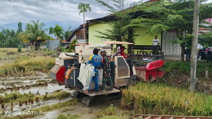 Babinsa Terjun Sawah Laksanakan Pendampingan Kepada Petani Saat Panen Padi Mengunakan Mesin