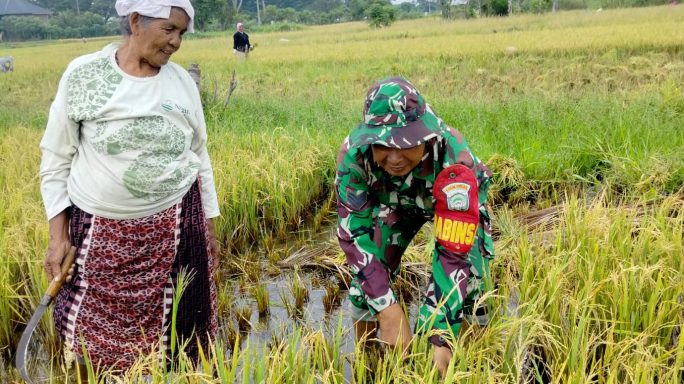 TNI Hadir untuk Petani, Babinsa Gampong Deunong Dampingi Petani Panen Padi