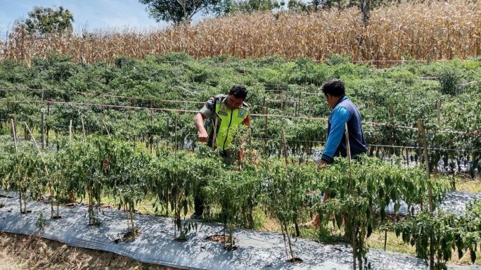 Babinsa Bantu Petani Panen cabe Merah Wujud Kedekatan Kepada Warganya