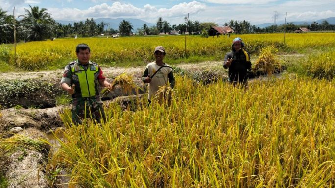 Sukseskan Swasembada Pangan, Babinsa Bantu Petani Panen Padi