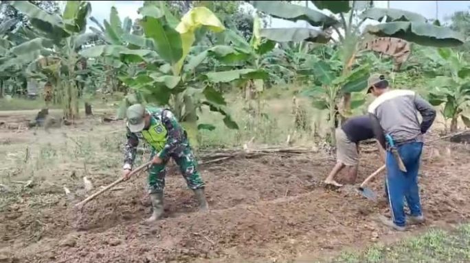 Kuatkan Ekonomi Pertanian, Babinsa Bantu Petani Kangkung