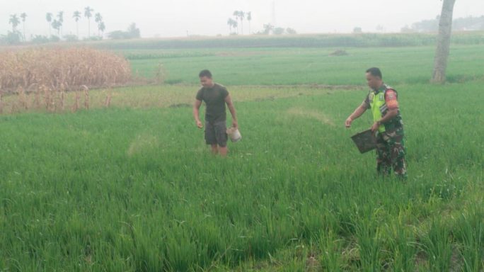 Jaga Pertumbuhan Tanaman Babinsa Bantu Pupuk Tanaman Padi