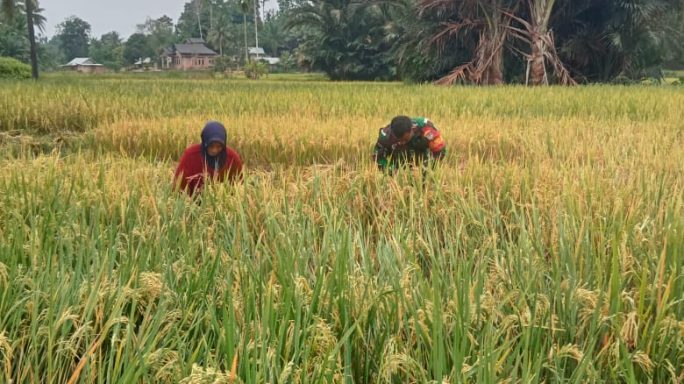 Bersama Petani, Serma Ribut W Hadapi Panas Matahari untuk Panen Padi