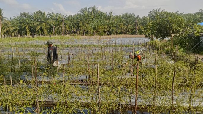 TNI dan Masyarakat Bersinergi, Sertu Fajar Afrizo Dampingi Petani Dalam Perawatan Tanaman Cabai Merah