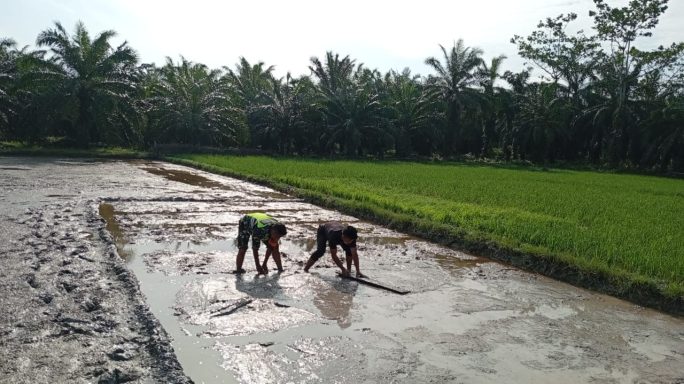 Walaupun Puasa, Babinsa Koramil 04/Bendahara Semangat Bantu Petani
