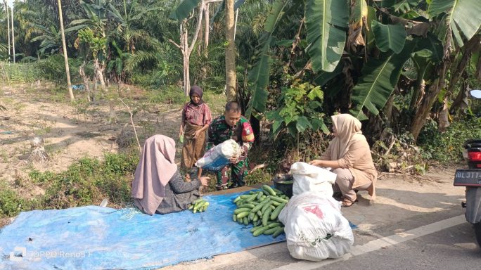 Loreng di Ladang! Babinsa Pantee Bidari Jadi Partner Andalan Petani Mentimun