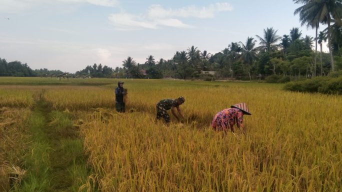 Padi Siap Panen, Babinsa Siap Bantu! Serda Heru Satu Barisan dengan Petani