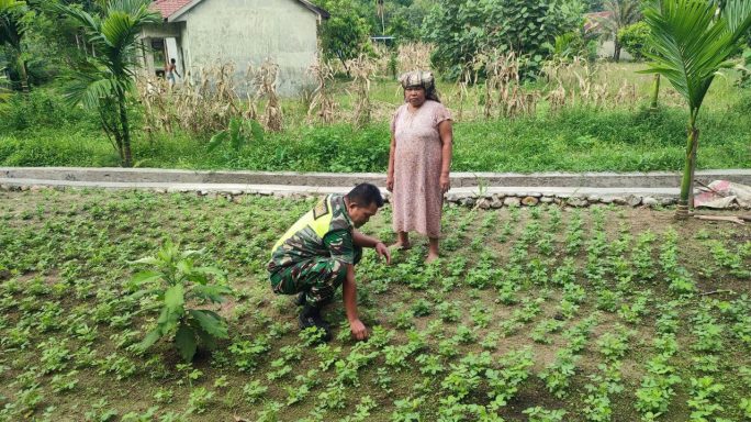 Babinsa Bersama Petani Cek Perkembangan Tanaman Kacang Tanah