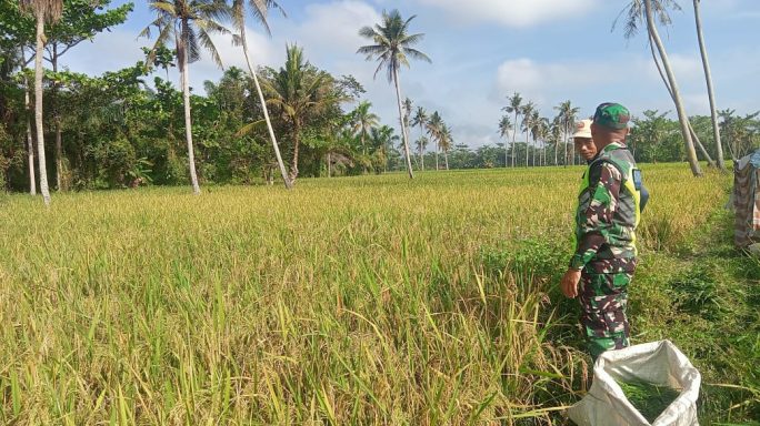 Babinsa Turun Langsung Ke Sawah Dampingi Petani Mengecek Padi Yang Memasuki Usia Panen