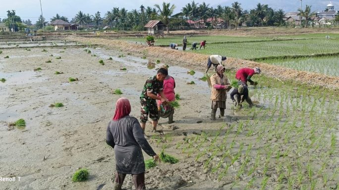 Bersama Warganya Babinsa Bantu Petani Di Desa Binaan Laksanakan Penanaman Padi5