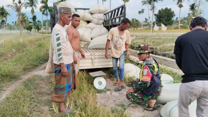Babinsa Turun Sawah Bantu Pelaksanaan Panen Padi Di Desa Binaan