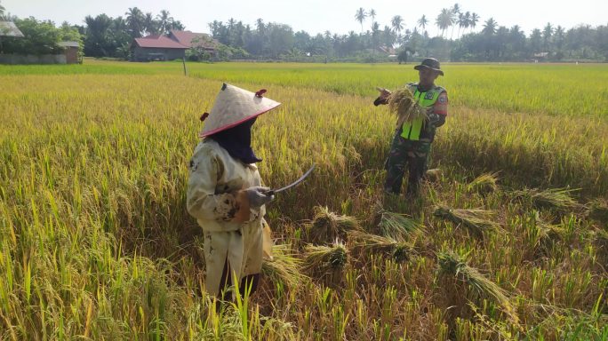 Dari Koramil ke Sawah: Serda Suyanto Buktikan TNI Peduli Pertanian Desa
