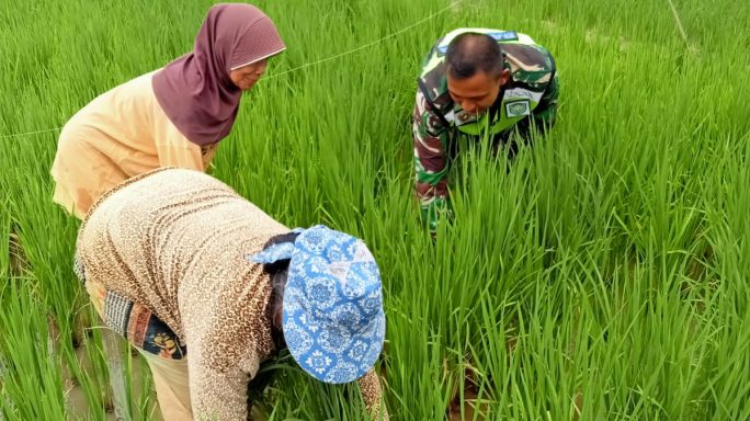 Babinsa Koramil 04/Bendahara Bantu Petani Cabut Rumput Liar Di Sawah
